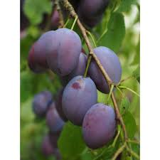 Online Orchards Dwarf Italian Plum Tree Bare Root Ftpl001 The Home Depot Plum Canning Plums Fruit