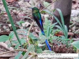 The Best Birdwatching Experience In Ecuador Photo Tour Photo Tour Ecuador South America