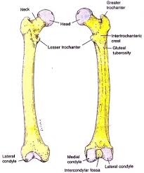 The outer shell of the long bone is made of cortical bone also known as compact bone. Blank Long Bone Diagram Human Anatomy