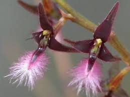 Image result for Bulbophyllum saltatorium