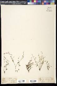 Image result for Stemodiopsis buchananii