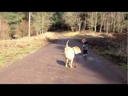 The Puddle Jumping Kid Who Loves His Life And The Dog Who Waits For Him With Images Dog Waiting Dog Walking Funny Dogs