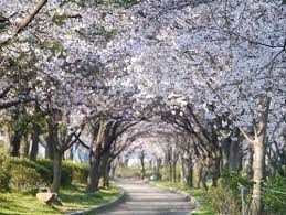 「桜ノ宮公園」の画像検索結果
