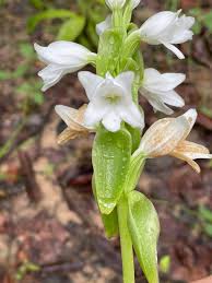 Image result for Satyrium kitimboense
