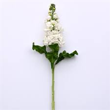 Image result for Matthiola