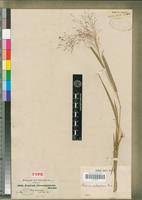 Image result for Panicum heterostachyum