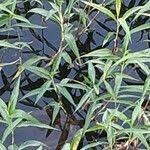 Image result for Persicaria senegalensis