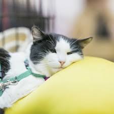 Tiny stones are less likely to become stuck in the kidneys or other parts of the urinary tract. What You Need To Know About Kidney Stones In Cats