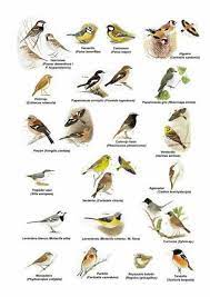 pin de juan filgueiras pena en animaladas aves carteles de animales aves pajaros