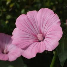 Lavatera Garden Org