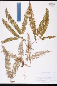 Image result for Gleicheniaceae