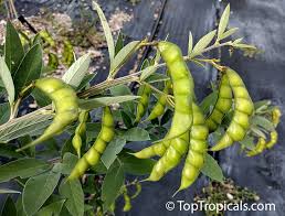 Image result for Cajanus cajan