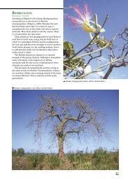 Image result for Kotschya prittwitzii