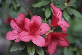 Pin On Garden
