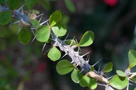 The 11 Prickliest Plants On The Planet Crown Of Thorns Plant Plants Thorny Bushes