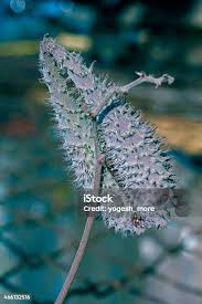 Image result for Pergularia