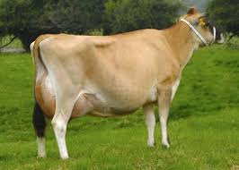 This compares with full size highland cattle weighing 800 to 2000 pounds today. Miniature Milk Cow Dairy Cow Breeds Dairy Cattle Milk Cow