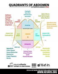 Quadrants Of Stomach Nursing School Survival Medical Coding Nurse