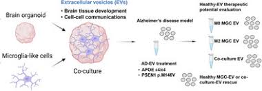 Immuno‐Regulation of Brain Region‐Specific Organoids Containing Isogenic Microglia‐Like Cells - Liu - Advanced Healthcare Materials - Wiley Online Library