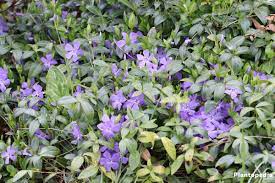 Growing Periwinkle Vinca Minor How To Care For This Ground Cover Plantopedia