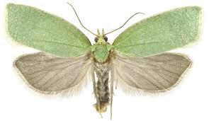 Image result for Tridactyle virgula