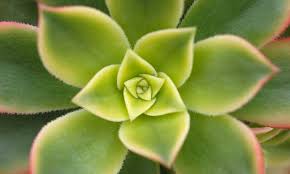 The leaves in the center are pale yellow, and progressively they get greener to the outside of the rosette. Aeonium Kiwi How To Grow The Lovely Tricolor Epic Gardening