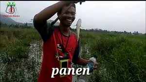 Inilah daftar tempat wisata terbaik di serang, banten. Penelusuran Ikan Endemik Di Rawa Danau Serang Banten Youtube