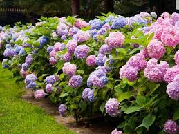 (deadheading means to remove faded flowers.) some plants may rebloom in fall. Pruning Hydrangeas Diy
