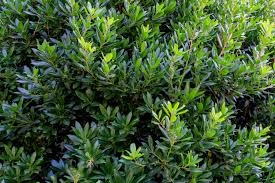 For something different in the garden you might want to try planting this great evergreen tree/shrub. Growing The Strawberry Tree Arbutus Unedo