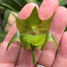 Image result for Ypsilopus