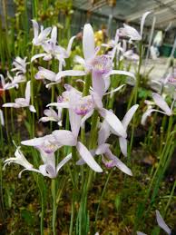 07.02.2021 · pogonia ophioglossoides* (native) family: Moororchideen Carnigarden