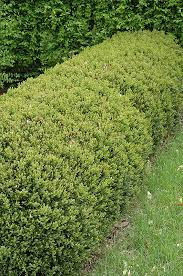Image result for Buxus