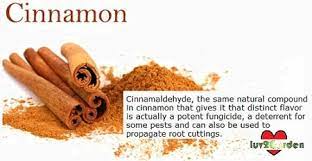 Not helpful 3 helpful 27. Using Cinnamon On Plants A Fungicide Pesticide And Rooting Agent Luv2garden Com