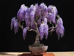 Il calice del fiore del glicine si presenta gamosepalo, cioè i sepali si sviluppano saldati tra loro, la corolla invece è formata da cinque petali. Bonsai Glicine Ibonsai