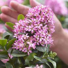 Image result for Escallonia