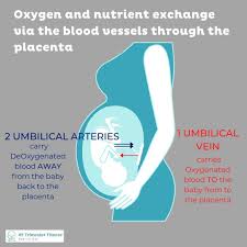 Image result for Delayed Transition from Fetal Circulation