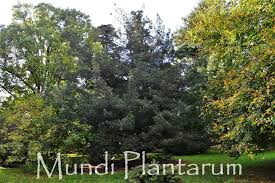 Image result for Phyllocladus trichomanoides