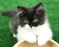 Popularised by the lion king, the name is actually. Names For Cats