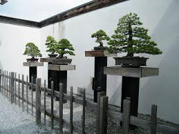National Bonsai and Penjing Museum — Dumbarton Oaks