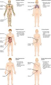 Chapter 1. Body Structure – Human Anatomy And Physiology I