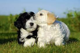 Maybe you would like to learn more about one of these? Schwarze Und Weisse Welpen Hunde Stock Bild Colourbox