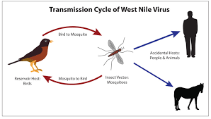West nile virus is only one of many diseases around the world that are spread by mosquitoes. Figure Transmission Cycle Of West Nile Virus Contributed Illustration By Bryan Parker Statpearls Ncbi Bookshelf