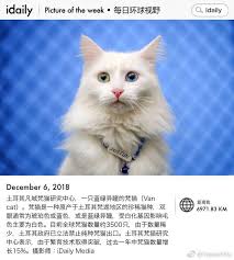 p december 6 2018 土耳其凡城梵猫研究中心一只蓝绿异瞳的梵猫van cat梵猫是一种原产于土耳其梵湖地区的珍稀猫 种双眼通常为琥珀色或蓝色或是蓝绿异瞳受白化基因影响毛色主要为白色目前全球梵猫数量约3500只由于数量稀少土耳其政府已