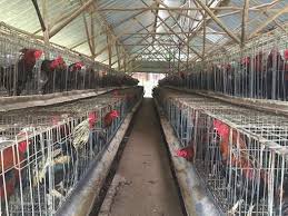Berapa sih harga ayam cemani terbaru? Ini Alasan Bisnis Ayam Kampung Menjanjikan Halaman 1 Kompasiana Com