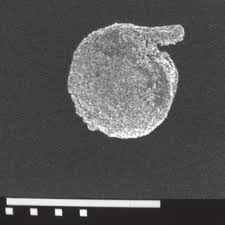 House of representatives voted to repeal the hyde and helms amendments. Imagenes En Microscopio De Barrido U Catolica De Chile De Download Scientific Diagram