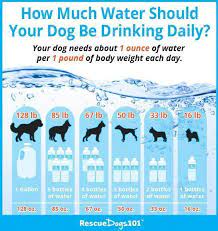 My dog had diarrhea for two days and he was eating and drinking. 11 Easy Ways To Get Your Dog To Drink More Water