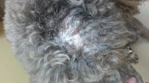 When caring for hot spots the strategy is to dry them out. Learn How To Prevent Hot Spots In Dogs