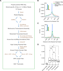 De Novo Proteins Originate From Lncrnas Precursors