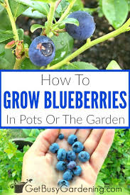 How To Grow Blueberries In Pots Or The Garden In 2020 Growing Blueberries Blueberry Gardening Blueberry Bush Care