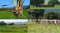 Resultado de imagen para "leyes universales" voisin